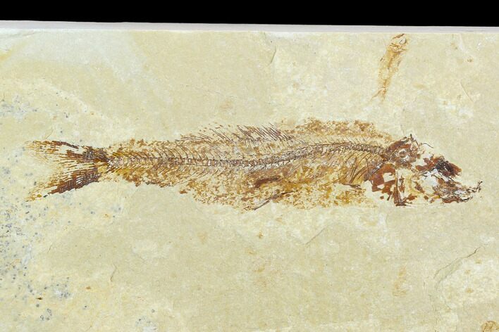 Cretaceous Fossil Fish (Hajulia) - Lebanon #124010